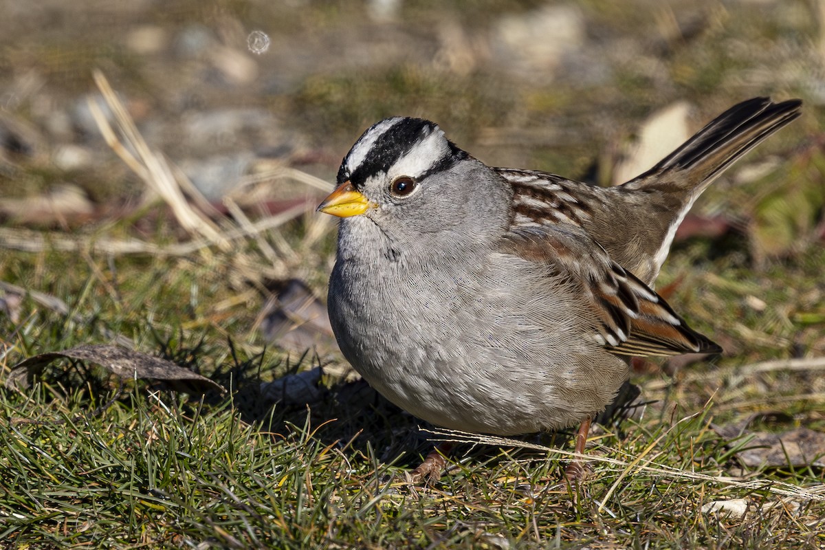 White-crowned Sparrow - ML629831256