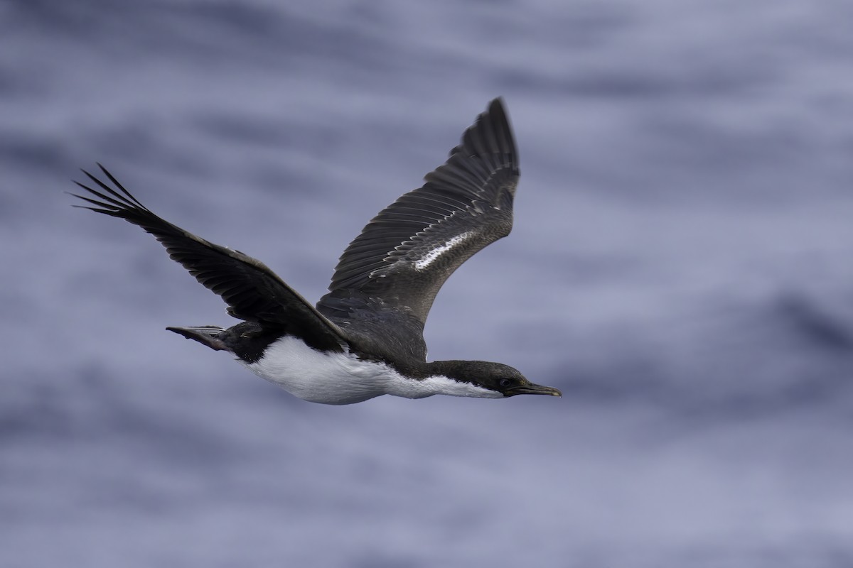 Macquarie Shag - ML629831257