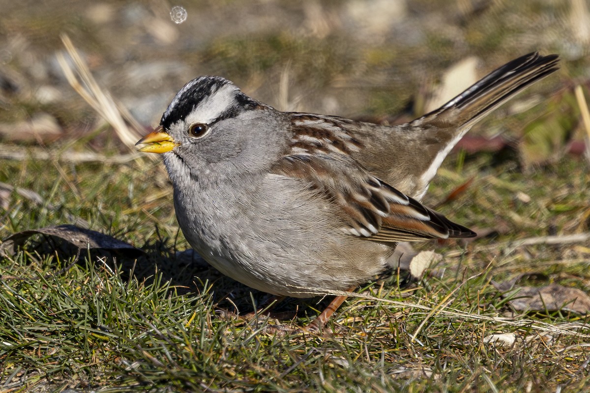 White-crowned Sparrow - ML629831260
