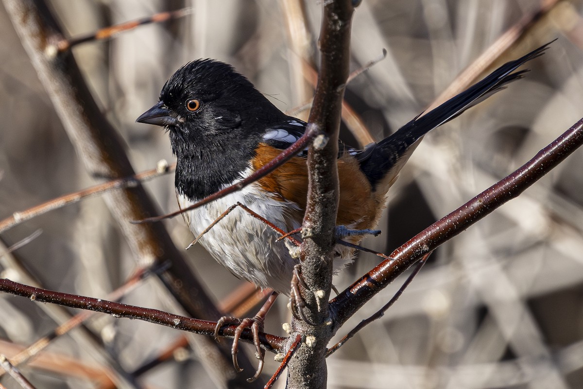Spotted Towhee - ML629831277