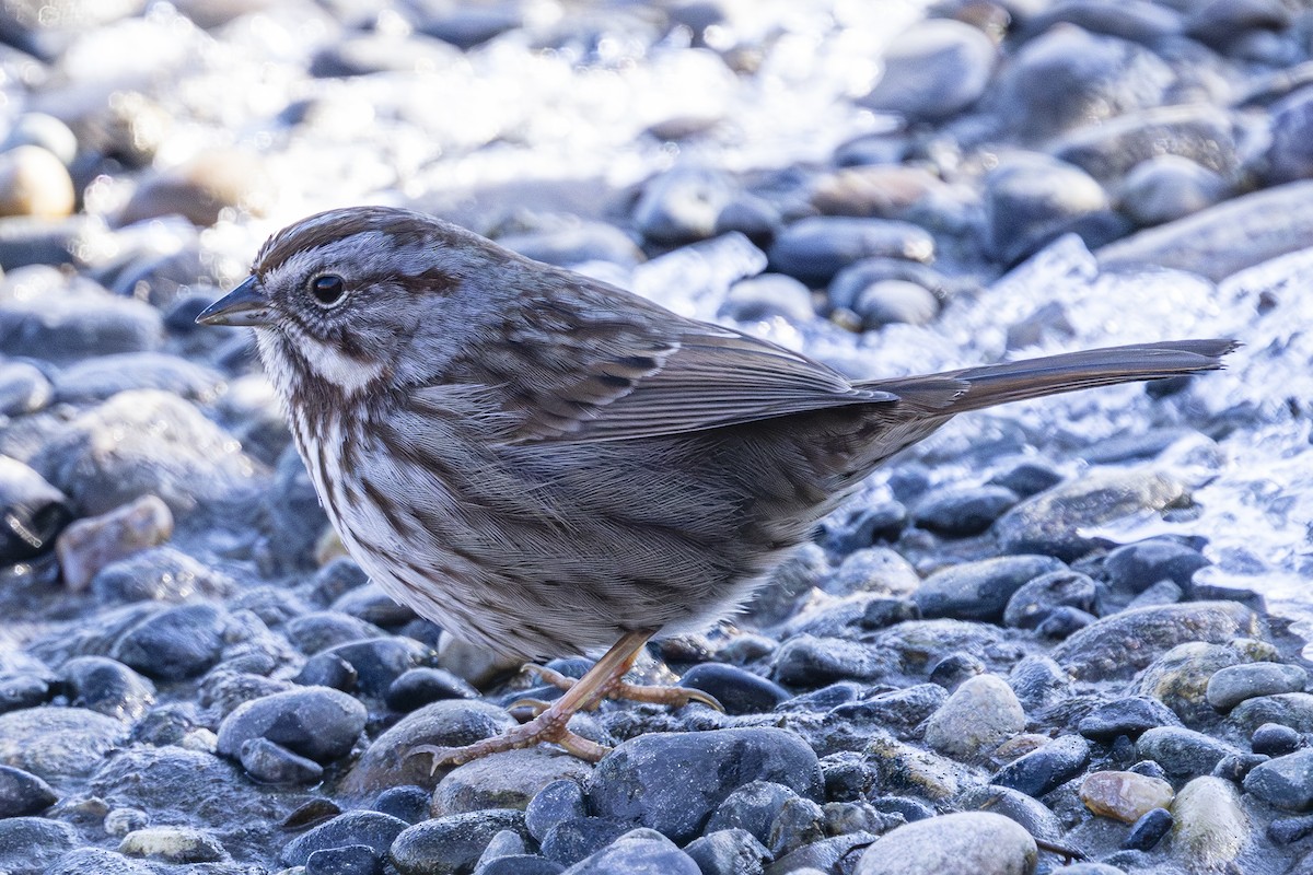 Song Sparrow - ML629831315