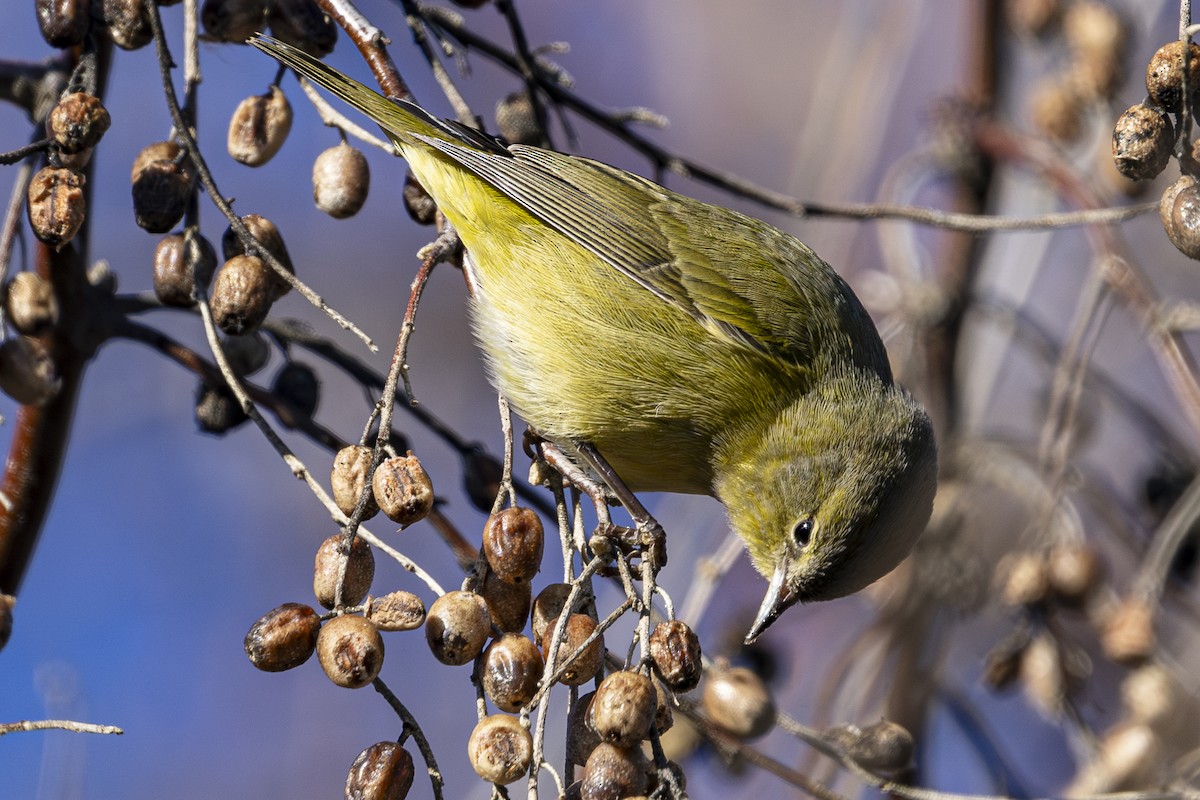 Orange-crowned Warbler - ML629831340