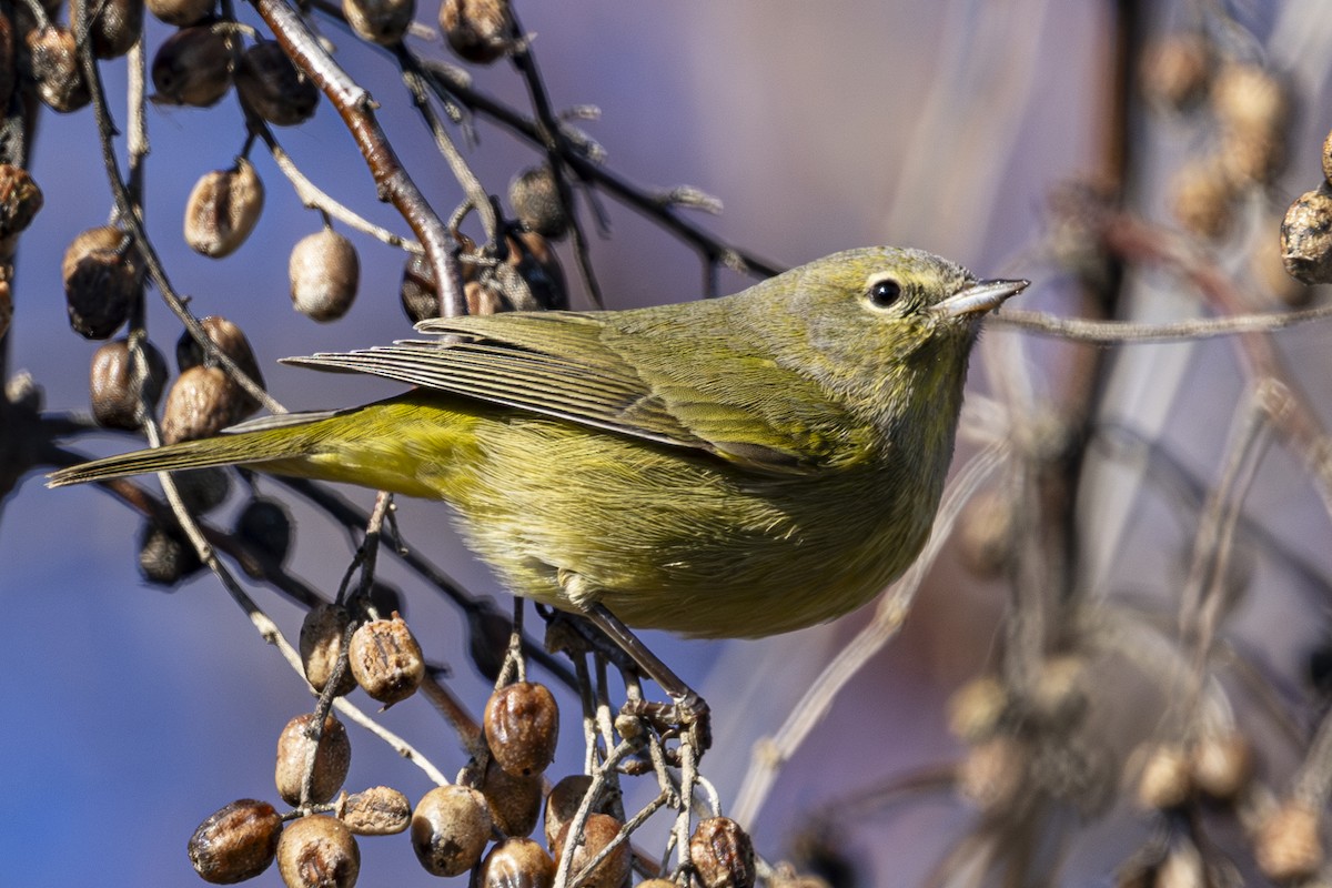 Orange-crowned Warbler - ML629831354