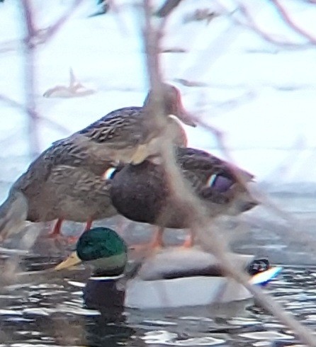 Mallard x American Black Duck (hybrid) - ML629831358