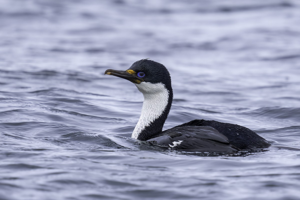 Macquarie Shag - ML629831400