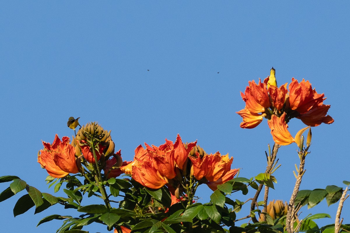 Garden Sunbird - ML629831510
