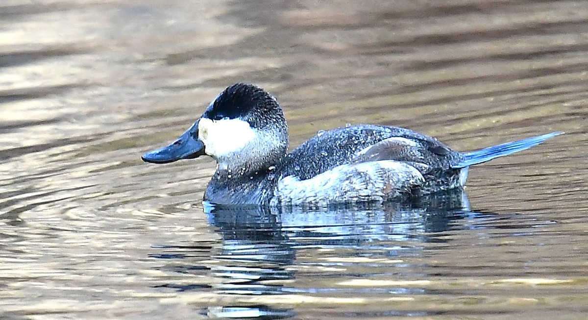 Ruddy Duck - ML629831579
