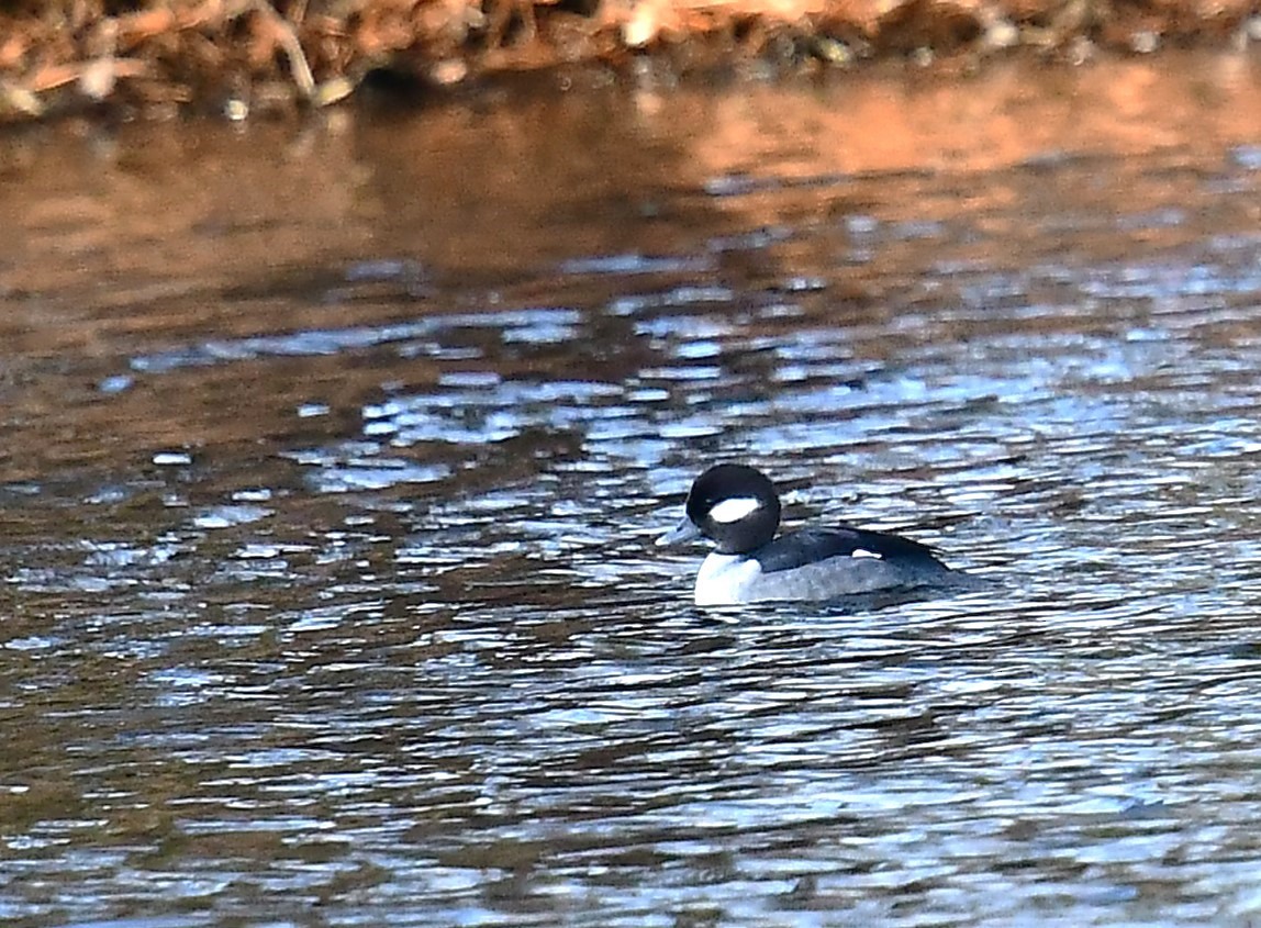 Bufflehead - ML629831597