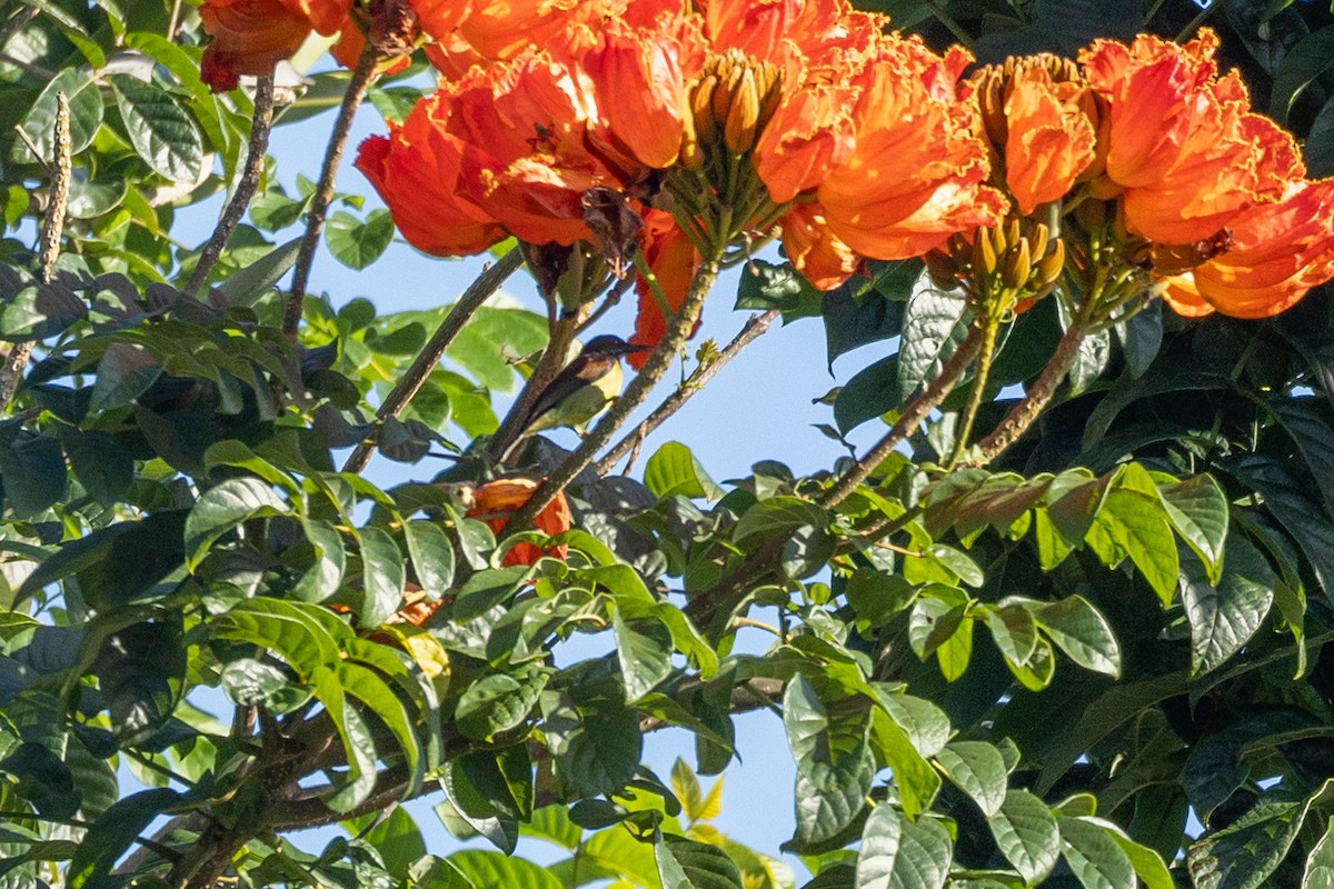 Brown-throated Sunbird - ML629831781