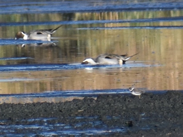 Semipalmated Plover - ML629831856