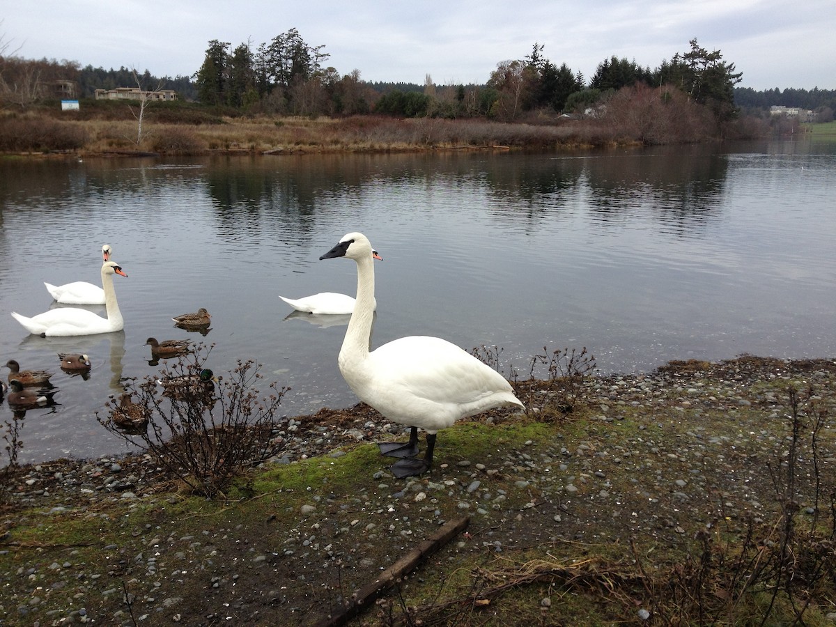 Хуруут хун - ML629831956