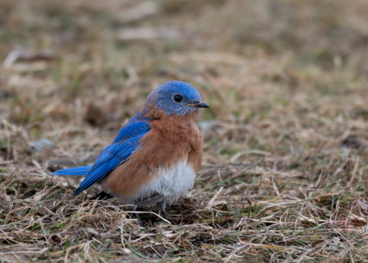 Eastern Bluebird - ML629832025