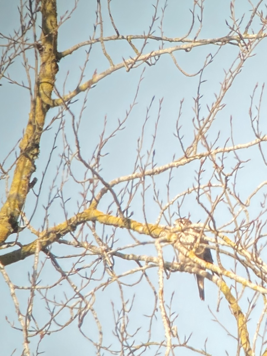 raroh prériový - ML629832082