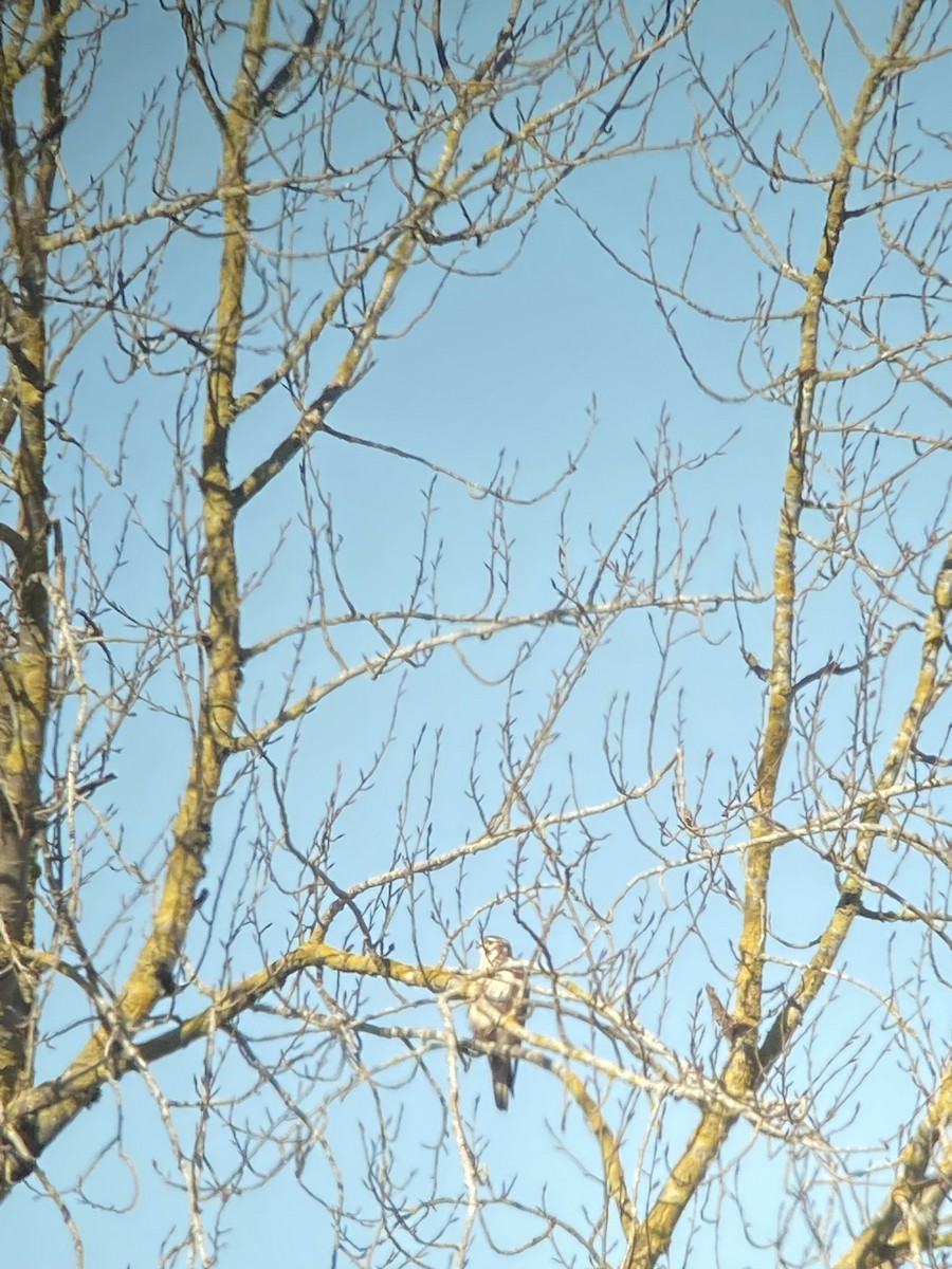 raroh prériový - ML629832083