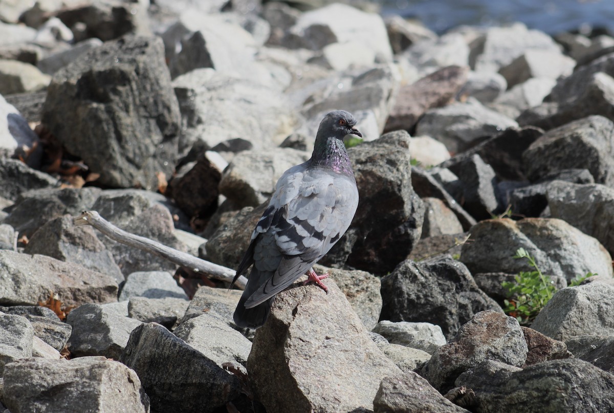 Rock Pigeon (Feral Pigeon) - ML629832114