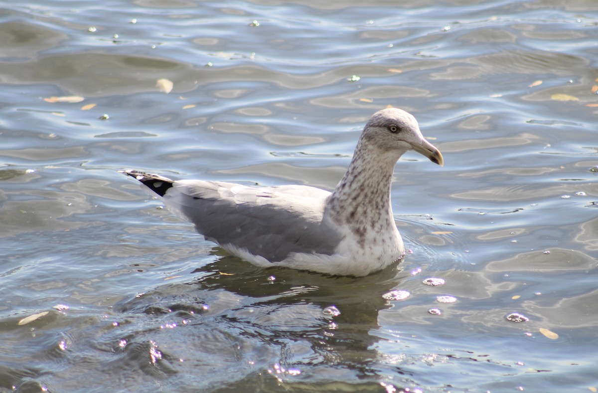 American Herring Gull - ML629832115