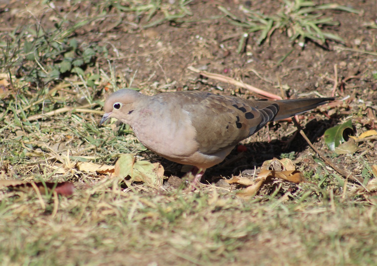 Mourning Dove - ML629832143