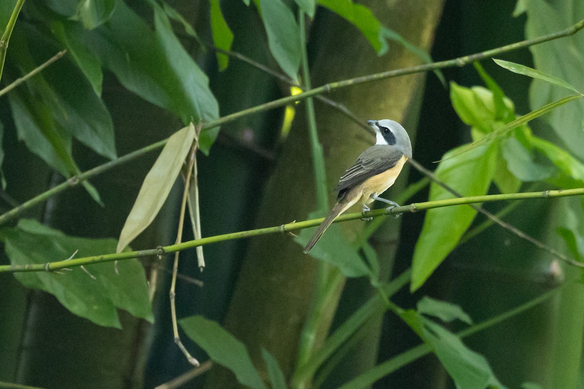 Brown Shrike - ML629832145