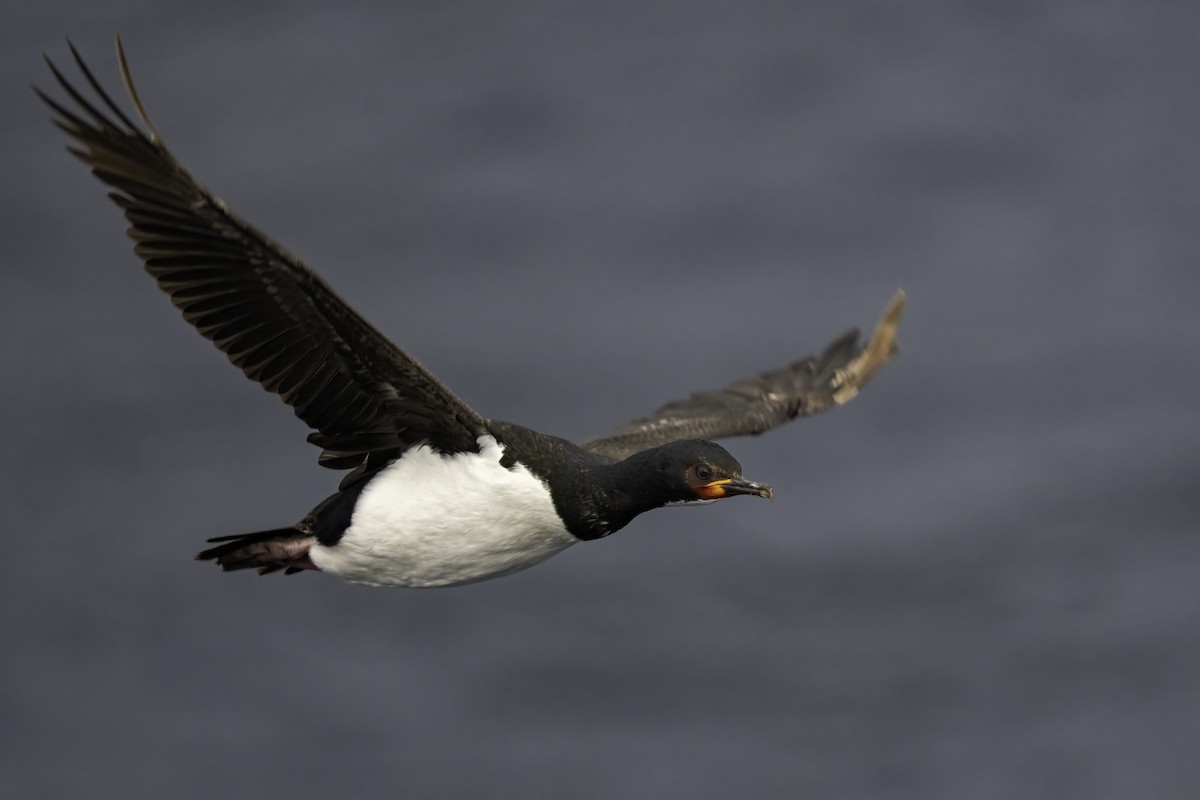 Campbell Islands Shag - ML629832147