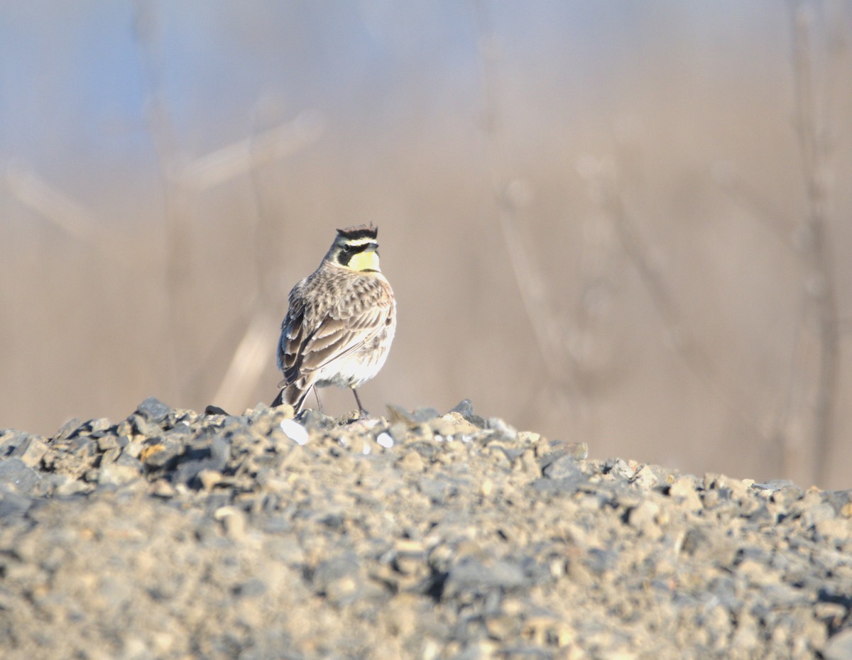 Horned Lark - ML629832331