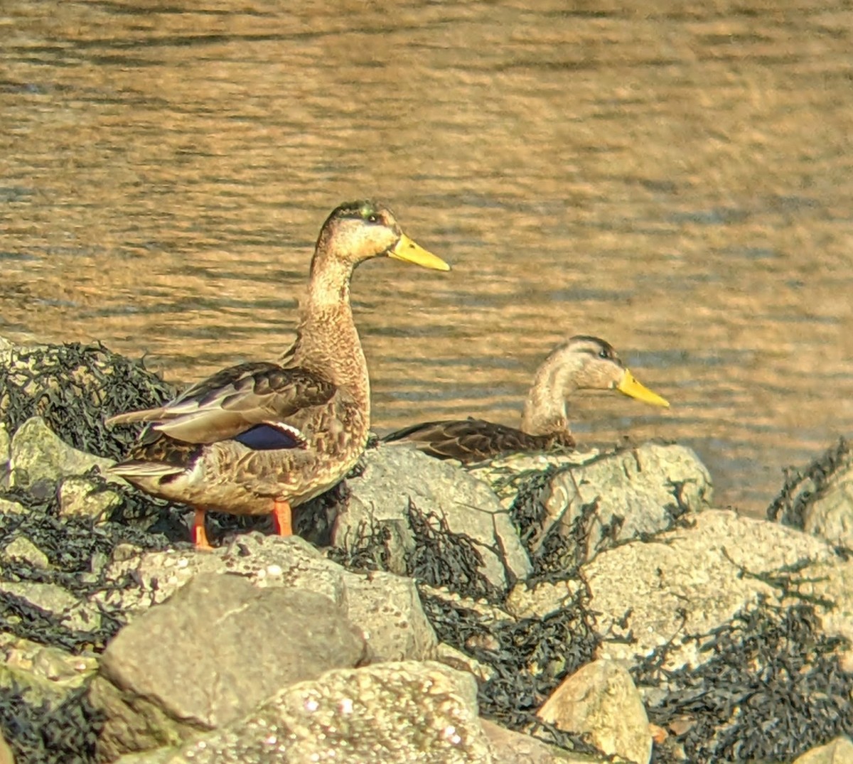 American Black Duck - ML629832391