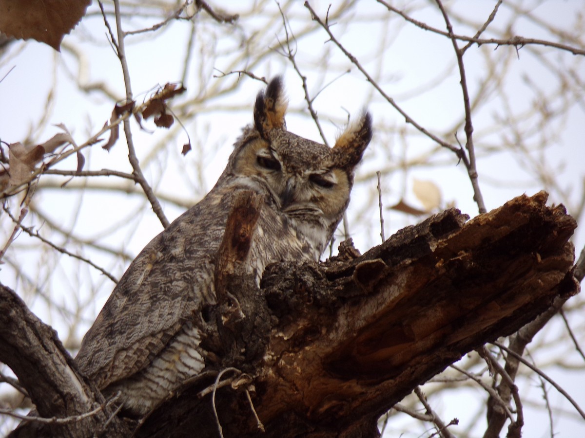 Great Horned Owl - ML629832484