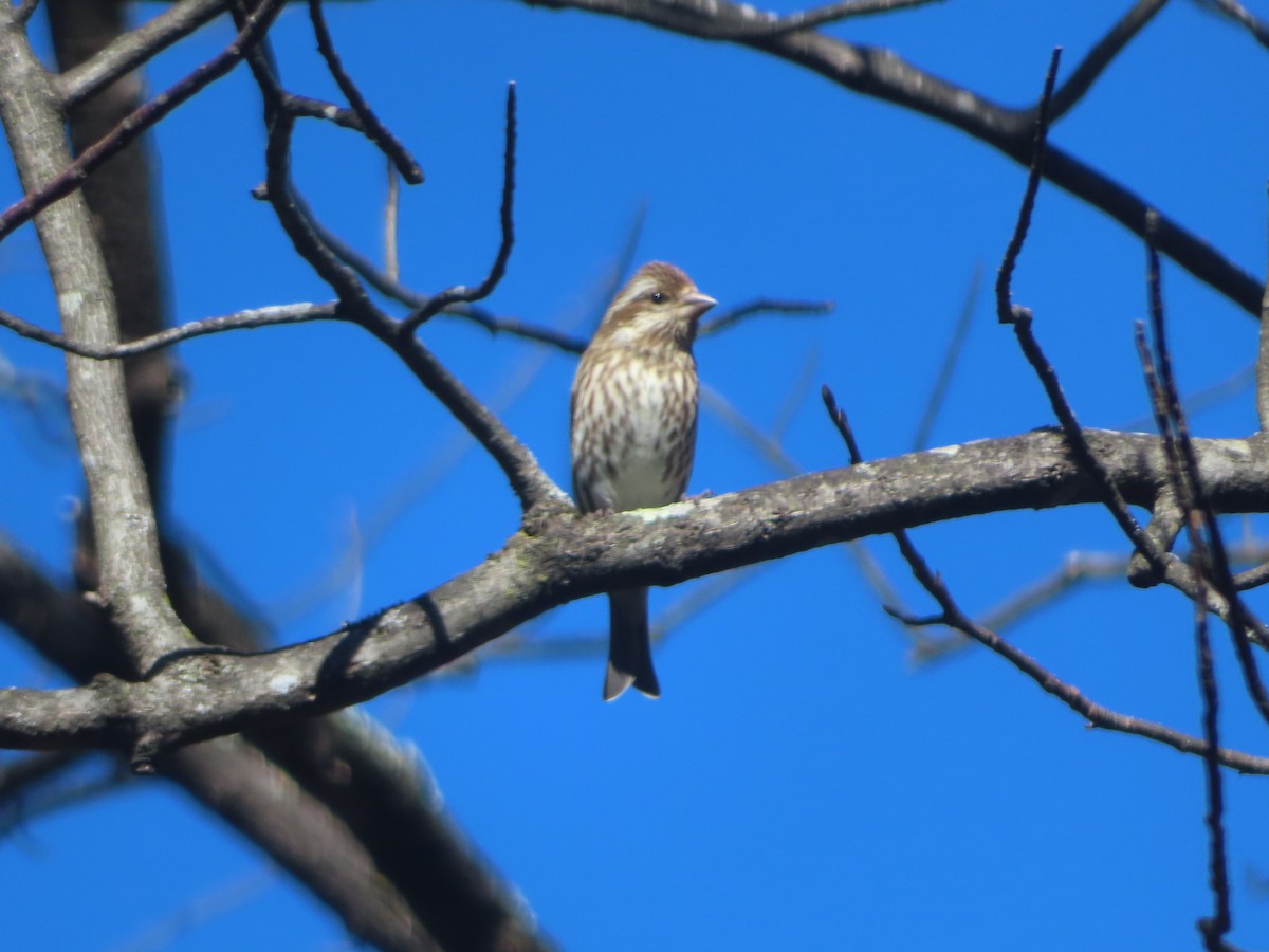 Purple Finch - ML629832557