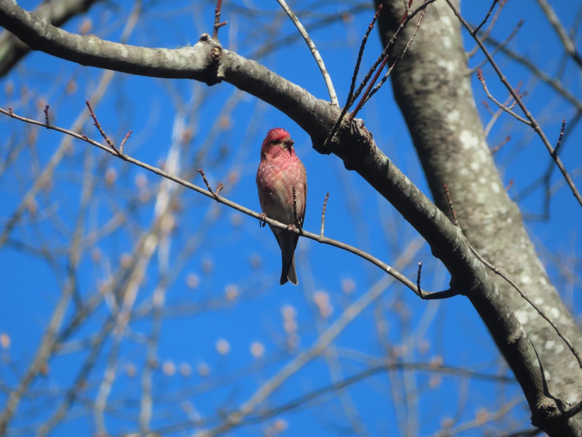 Purple Finch - ML629832558
