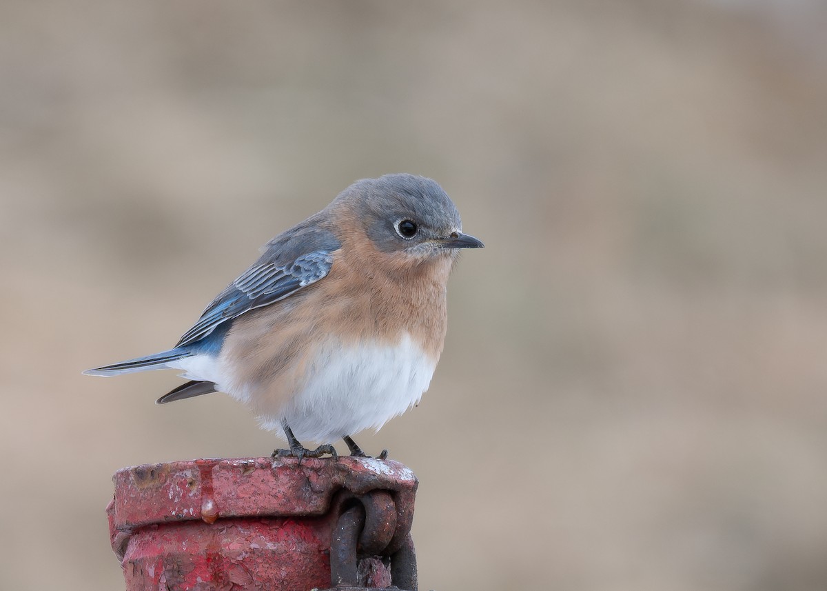 Eastern Bluebird - ML629832772