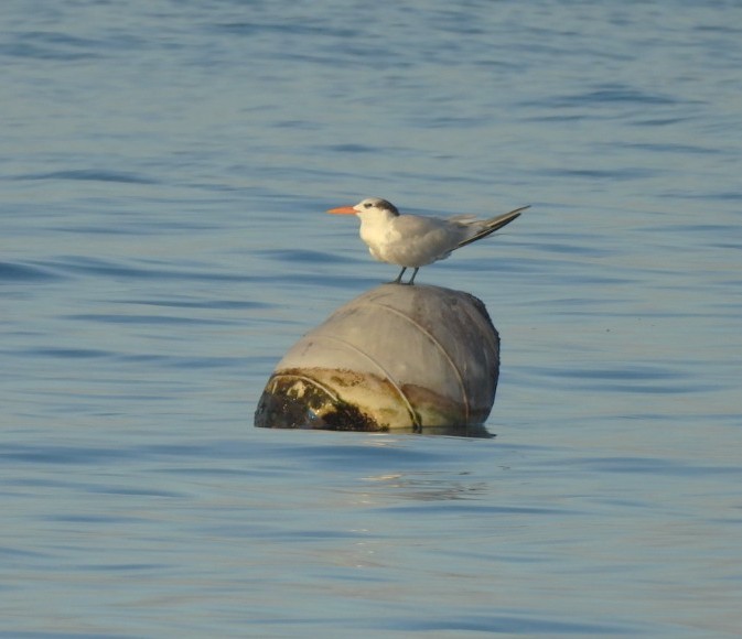 Königsseeschwalbe - ML629832817