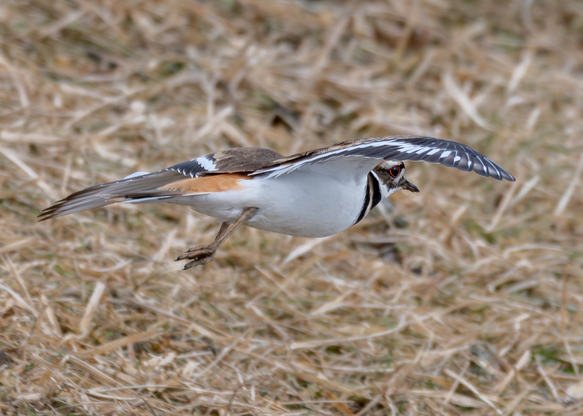 Killdeer - ML629833375