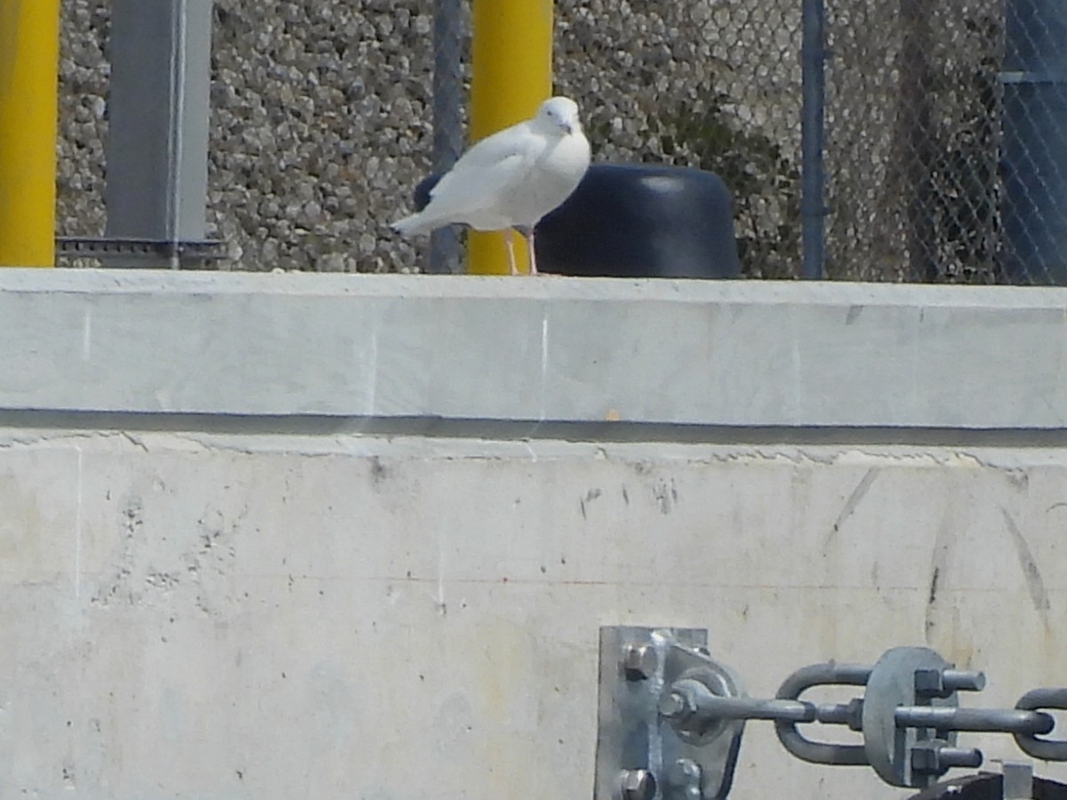 Glaucous Gull - ML629833475