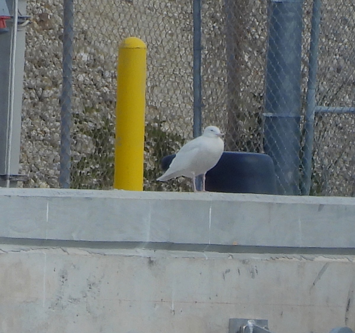 Glaucous Gull - ML629833483