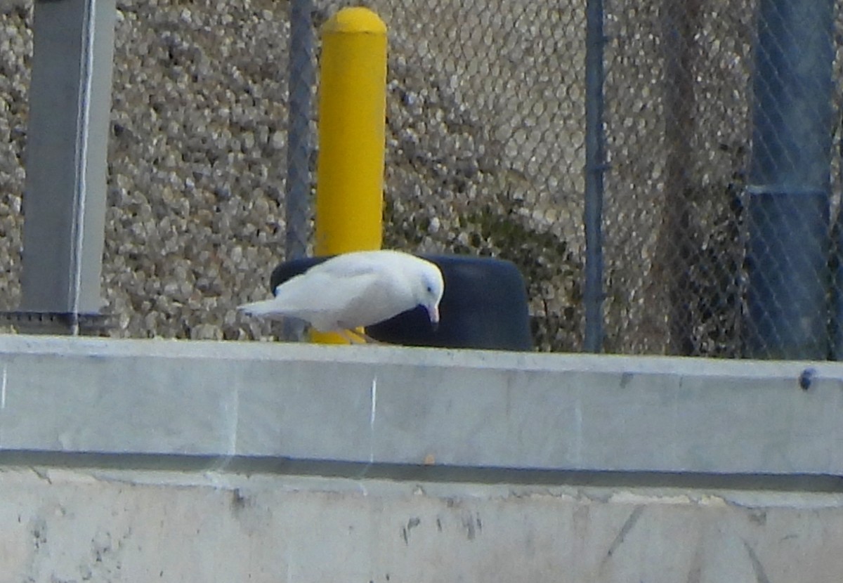Glaucous Gull - ML629833496