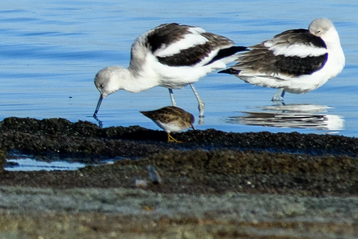 Least Sandpiper - ML629833560