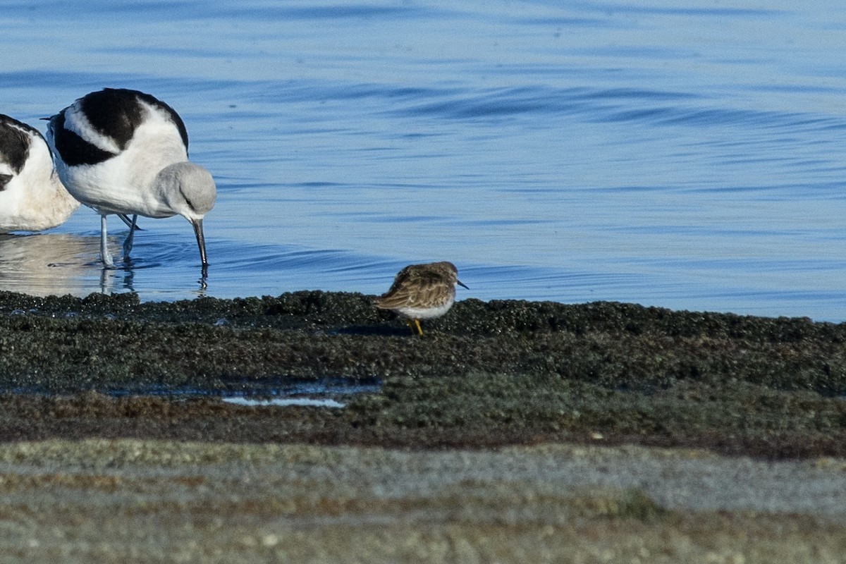 Least Sandpiper - ML629833561