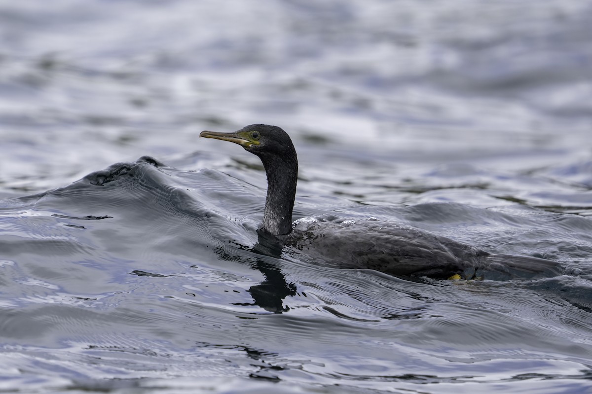 Pitt Island Shag - ML629833605