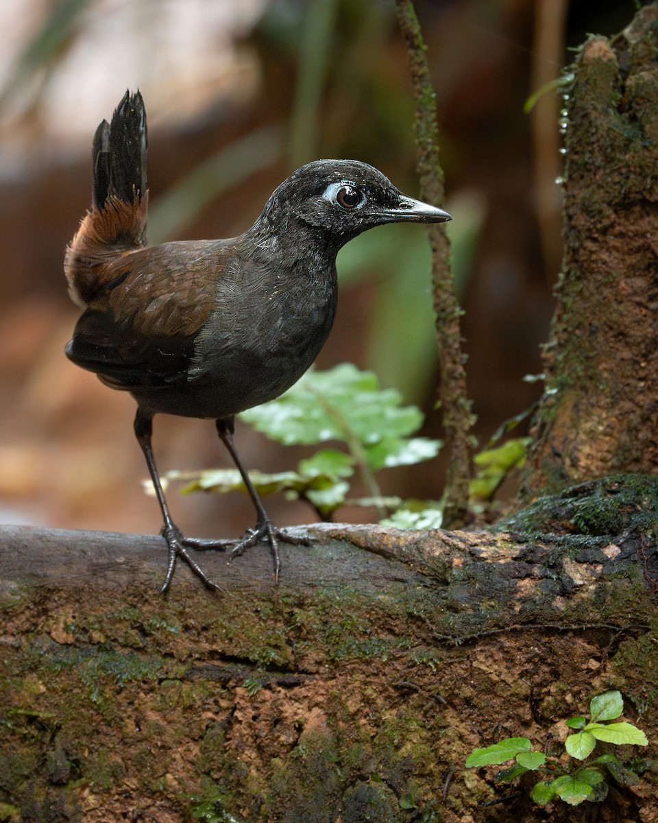 Black-hooded Antthrush - Julián Arbeláez Aristizábal