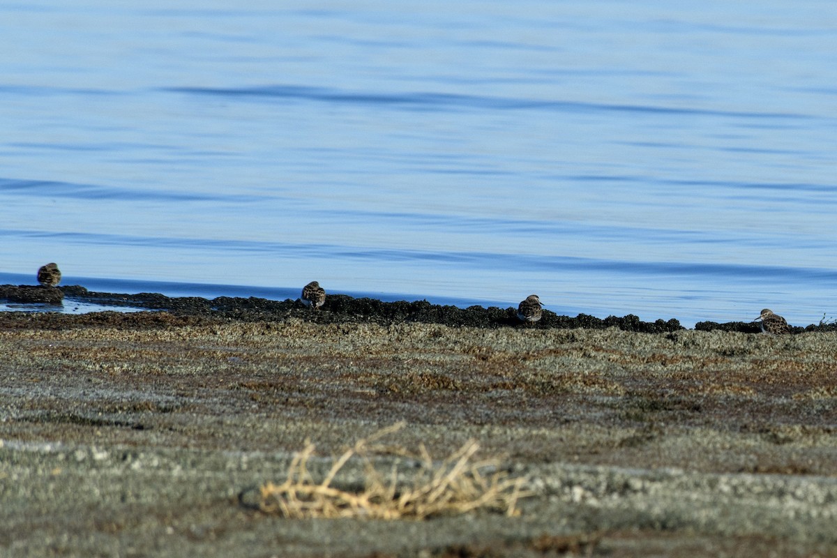 Least Sandpiper - ML629833820