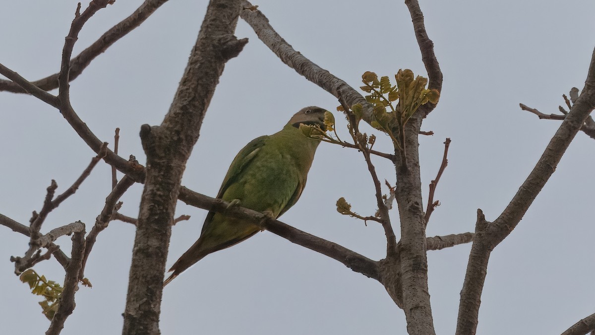 Red-breasted Parakeet - ML629833856