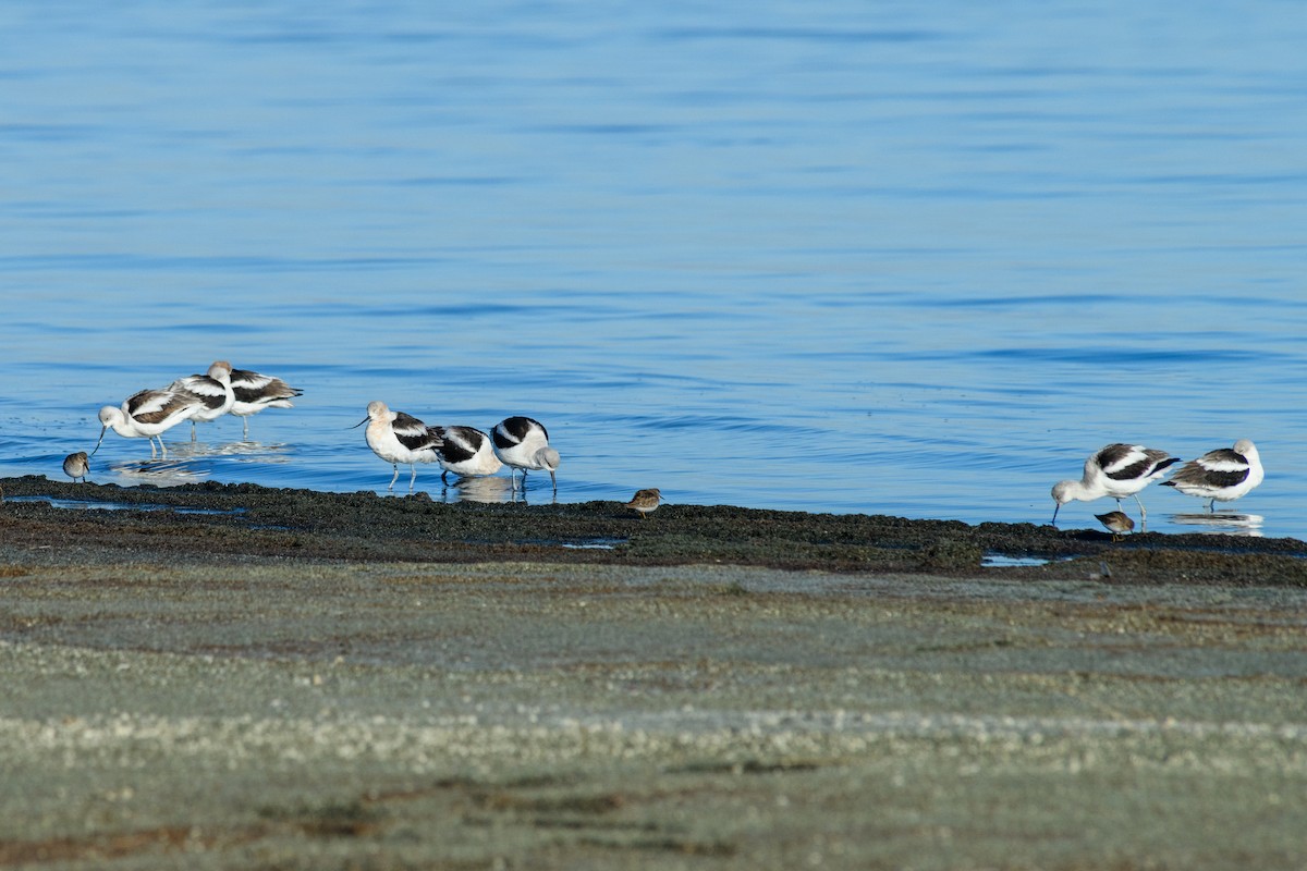 American Avocet - ML629833988