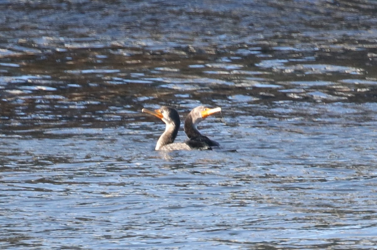 Double-crested Cormorant - ML629834034
