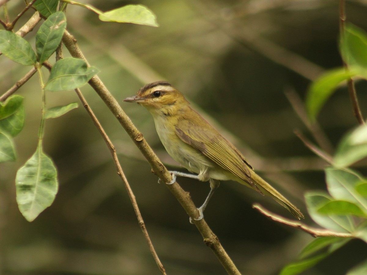 Chivi Vireo (migratory) - ML629834076