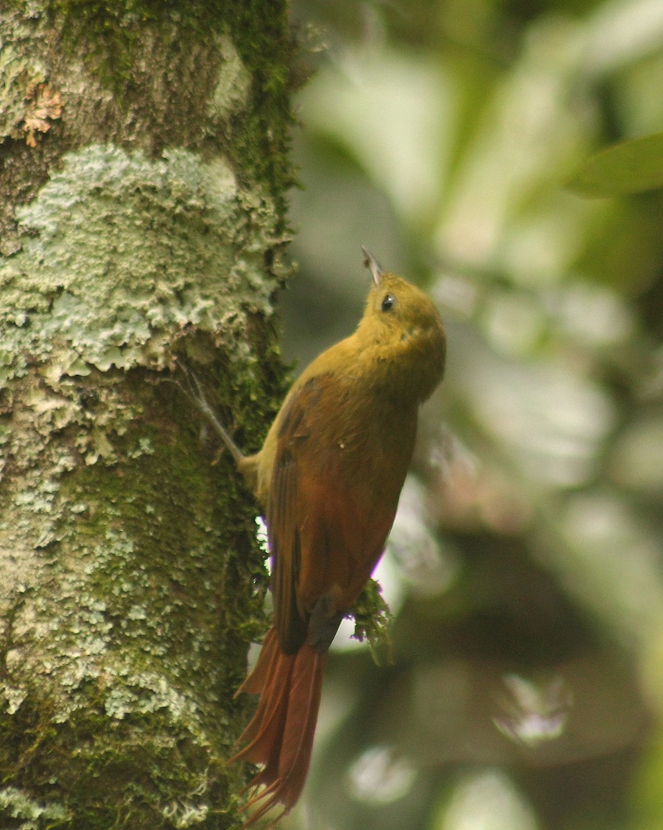 Olivaceous Woodcreeper (Olivaceous) - ML629834102