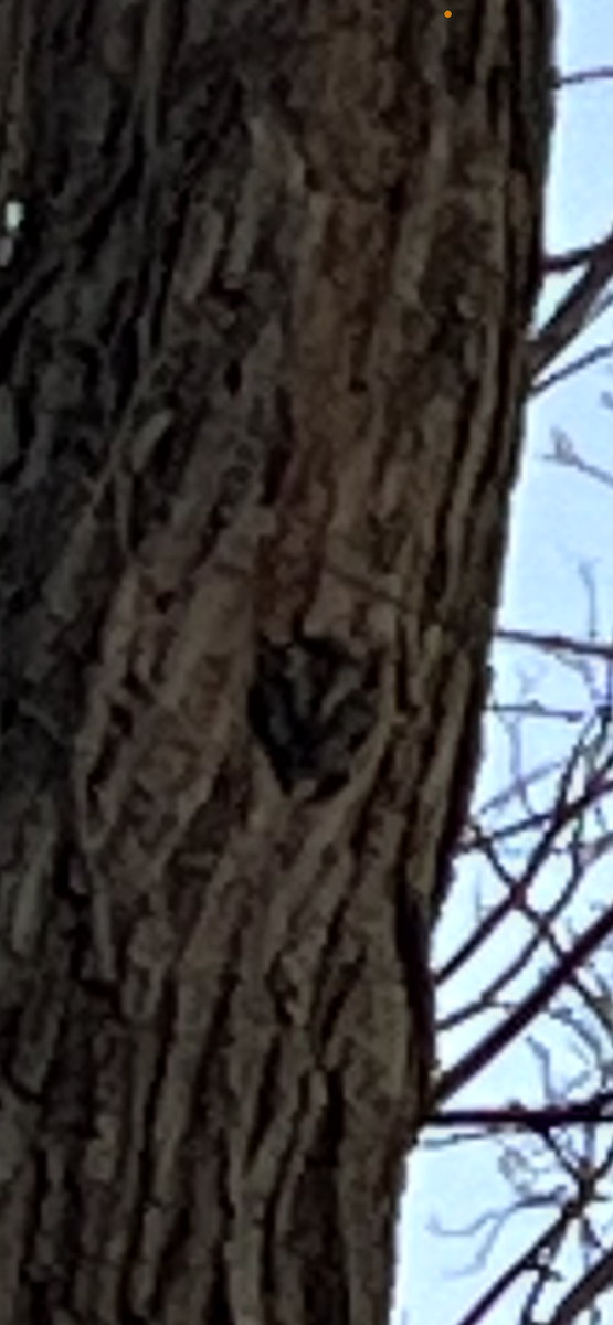 výreček americký - ML629834433