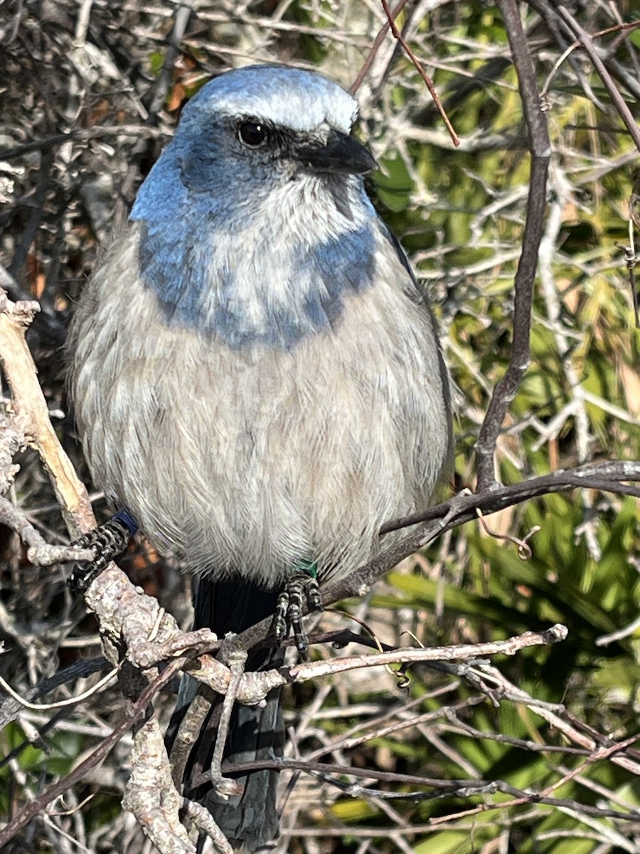 sojka křovinná - ML629834440