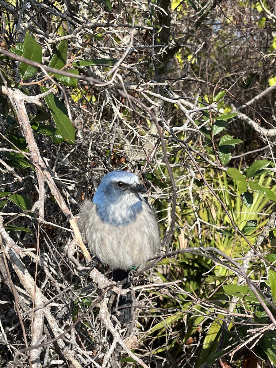 sojka křovinná - ML629834441