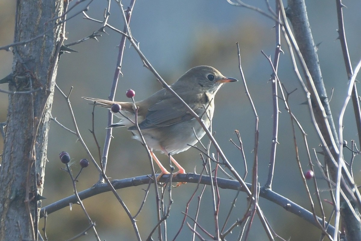 Hermit Thrush - ML629834447
