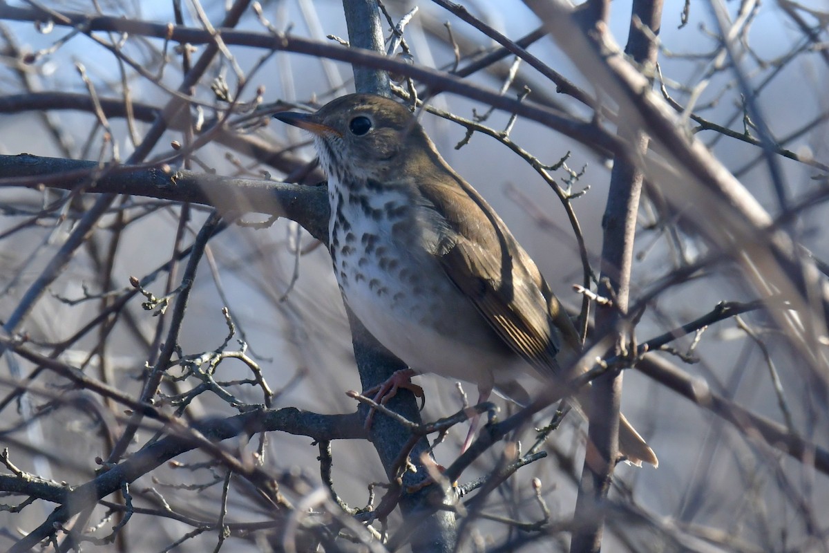 Hermit Thrush - ML629834481