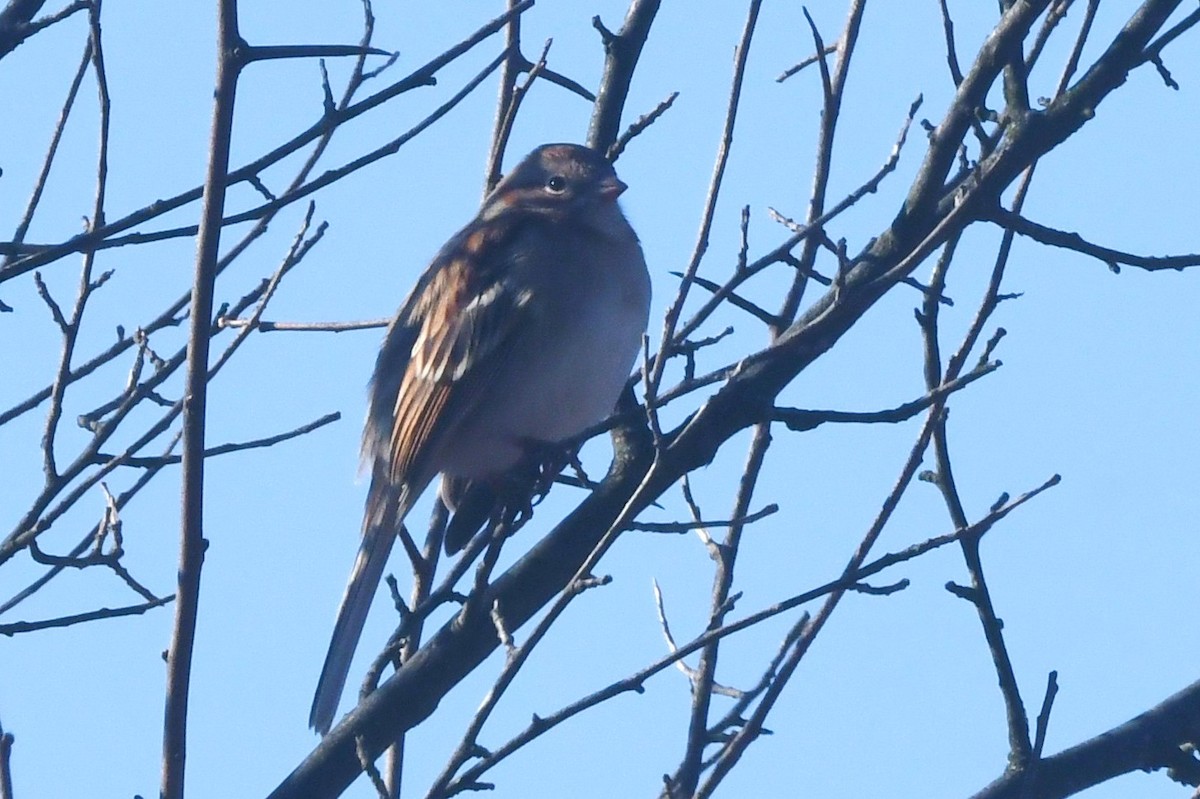Field Sparrow - ML629834497